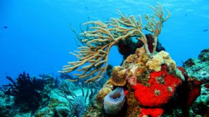 Warm Ocean Waters Are Killing Off Coral