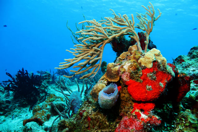 Warm Ocean Waters Are Killing Off Coral