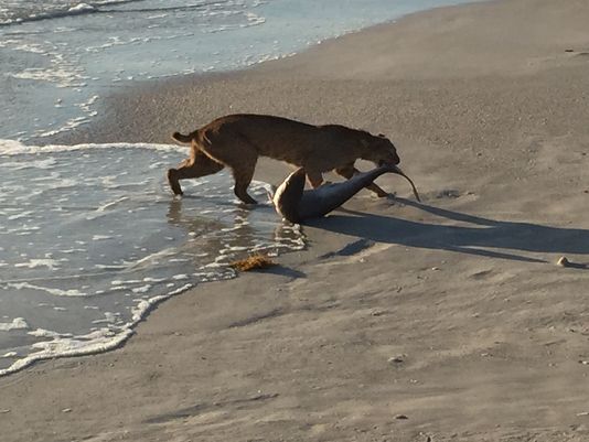 Bobcat Pulls a Shark for Dinner from the Surf