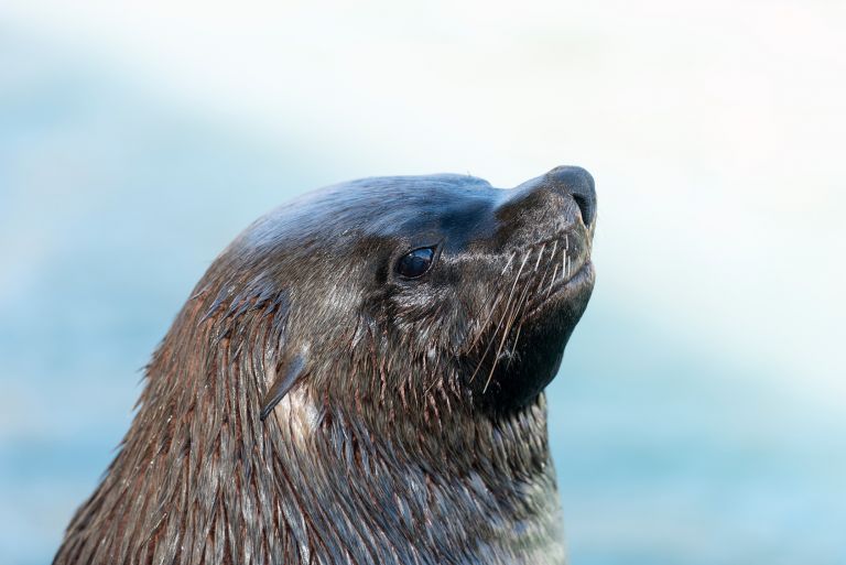 Hungry Sea Lion Attempts to Steal a Man’s Fish and Misses the Mark