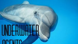 Dolphins in Warfare?