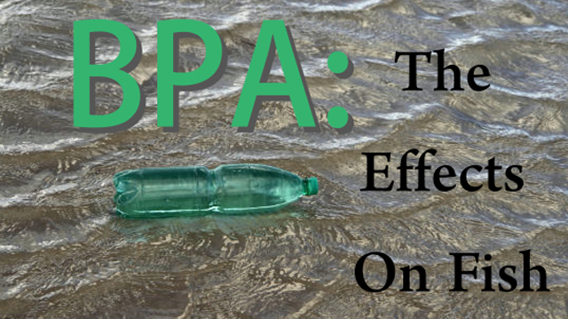 bpa-fish-640x359