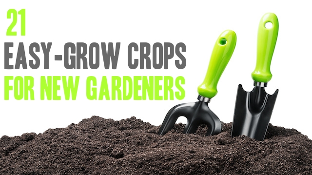 21 Easy Crops for New Food Gardeners