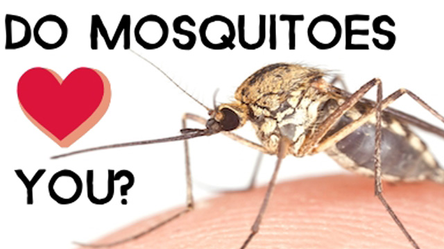 Do Mosquitos Love You? Blame Your Genes