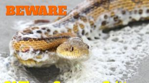 Snake Surfs to the Beach (Watch out for These 3 Summer Critters)