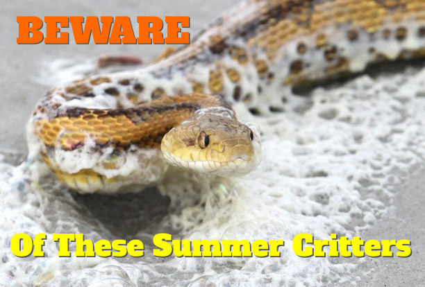 Snake Surfs to the Beach (Watch out for These 3 Summer Critters)
