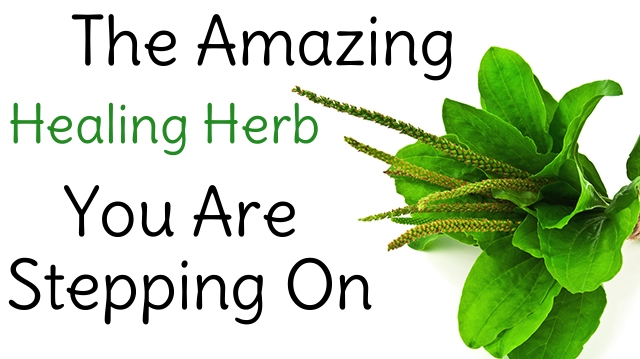 The Free Medicinal Herb You Step on Every Day