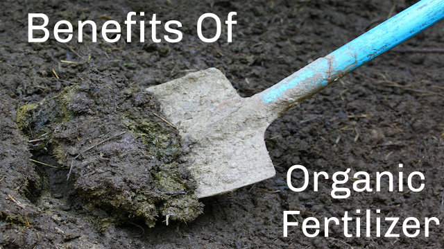 Benefits of Switching to Organic Fertilizer: Which Should You Choose?
