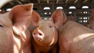 Pig Farmers Are at High Risk for Staph Infections