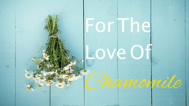 Chamomile May Protect Against Death