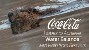 Coca-Cola Hopes to Achieve Water Balance with Help from Beavers