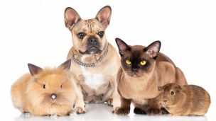 Nasty Diseases You Can Get from Your Pets, and How to Prevent Them