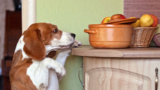 beagle in kitchen