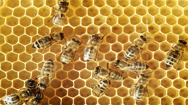Honeybees on a comb