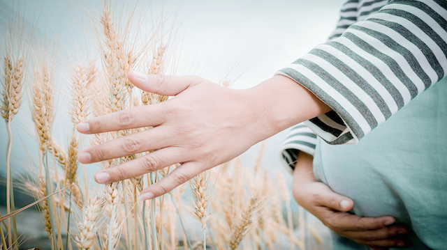 Happy family: a young beautiful pregnant woman walking in the wheat orange barley field on a sunny summer day.