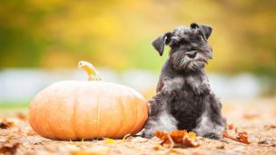 8 Thanksgiving Treats Not to Feed Your Pet