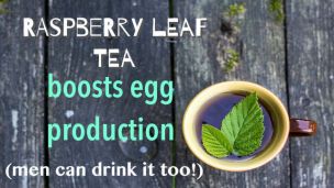 The Delicious Tea That Boosts Egg Production (Men Can Drink It Too!)