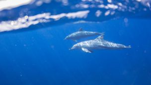 Toxins Threaten Extinction of European Whales and Dolphins