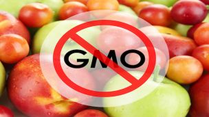 Yurok Tribe of California Takes Historic Stand Against GMO Crops & Genetically Engineered Salmon