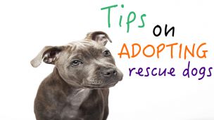 Tips on Adopting a Rescue Dog