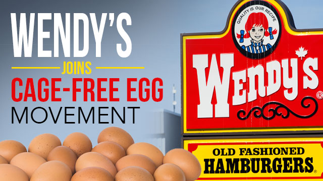 WendysJoinsCage-FreeEggMovement_640x359