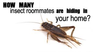 How Many Insect Roommates Are Hiding in Your Home?