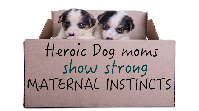 puppies mestizo in box