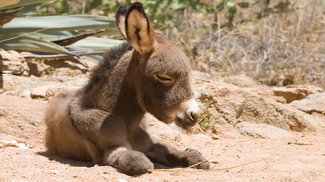 Donkey foal