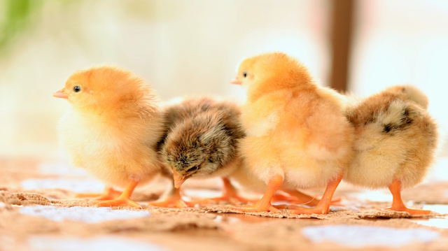 Baby chicken one day old