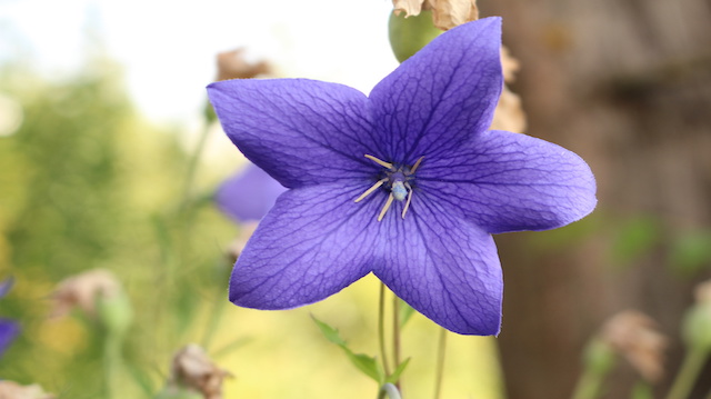 This Beautiful Flower Can Help You Get Over Your Cold Faster