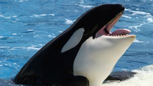 The Great SeaWorld Debate