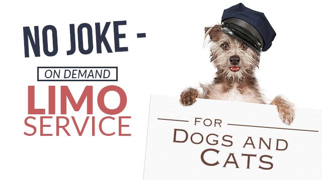 NoJokeDemandLimoServiceDogsCats_640x359