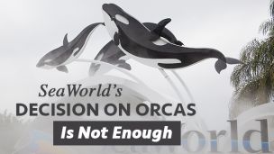 SeaWorld’s Decision On Orcas Is Not Enough
