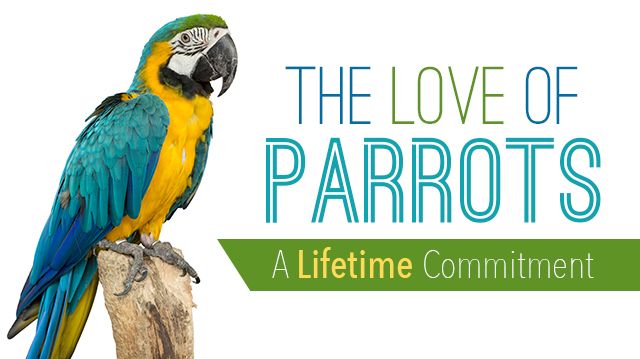 TheLoveofParrots_640x359