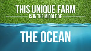 This Unique Farm Is In The Middle Of The Ocean