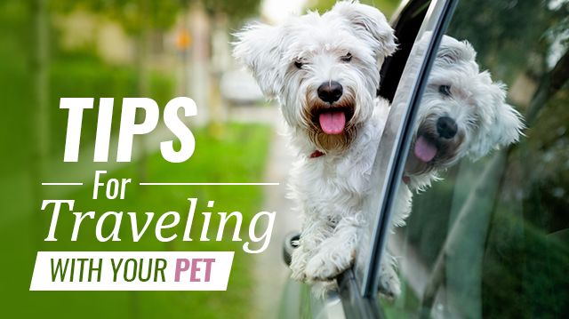 tipsfortravelingwithyourpet_640x359 (1)