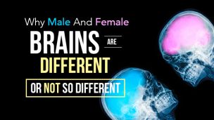 Why Male And Female Brains Are Different — Or Not So Different