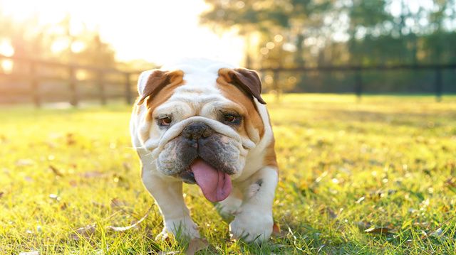Purebred English Bulldog outside walking