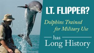 Lt. Flipper? Dolphins Trained For Military Use Has Long History