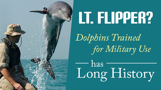 Lt. Flipper? Dolphins Trained For Military Use Has Long History