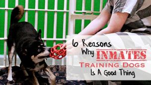 6 Reasons Why Inmates Training Dogs Is A Good Thing