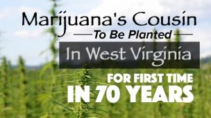 Marijuana’s Cousin To Be Planted In West Virginia For First Time In 70 Years