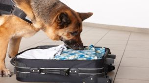 TSA Bomb-Sniffing Dogs First Line Of Defense Against Airline Terrorist Attacks