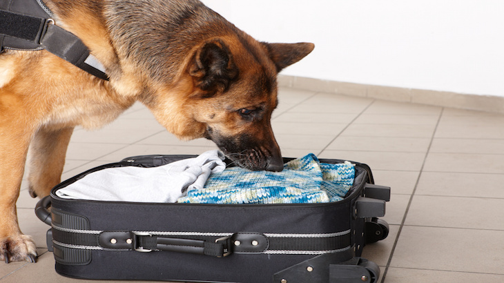 TSA Bomb-Sniffing Dogs First Line Of Defense Against Airline Terrorist Attacks