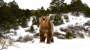 The Strangest Bear You Have Probably Never Heard Of