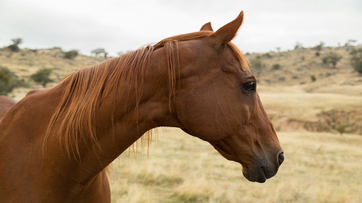 4 Ways Retired Racehorses Are Making A Difference