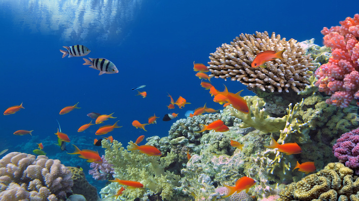 It’s Not Too Late For The Coral Reefs