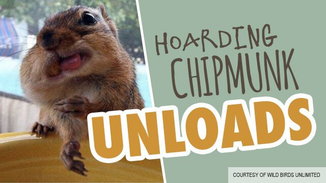 hoardingchipmunkunloads_640x359