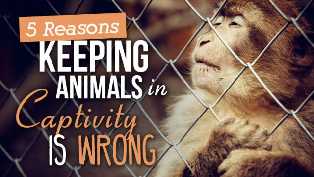 keepinganimalsincaptivityiswrong_730x410