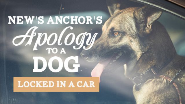 newsanchorsapologytoadoglockedcar_730x410 (1)